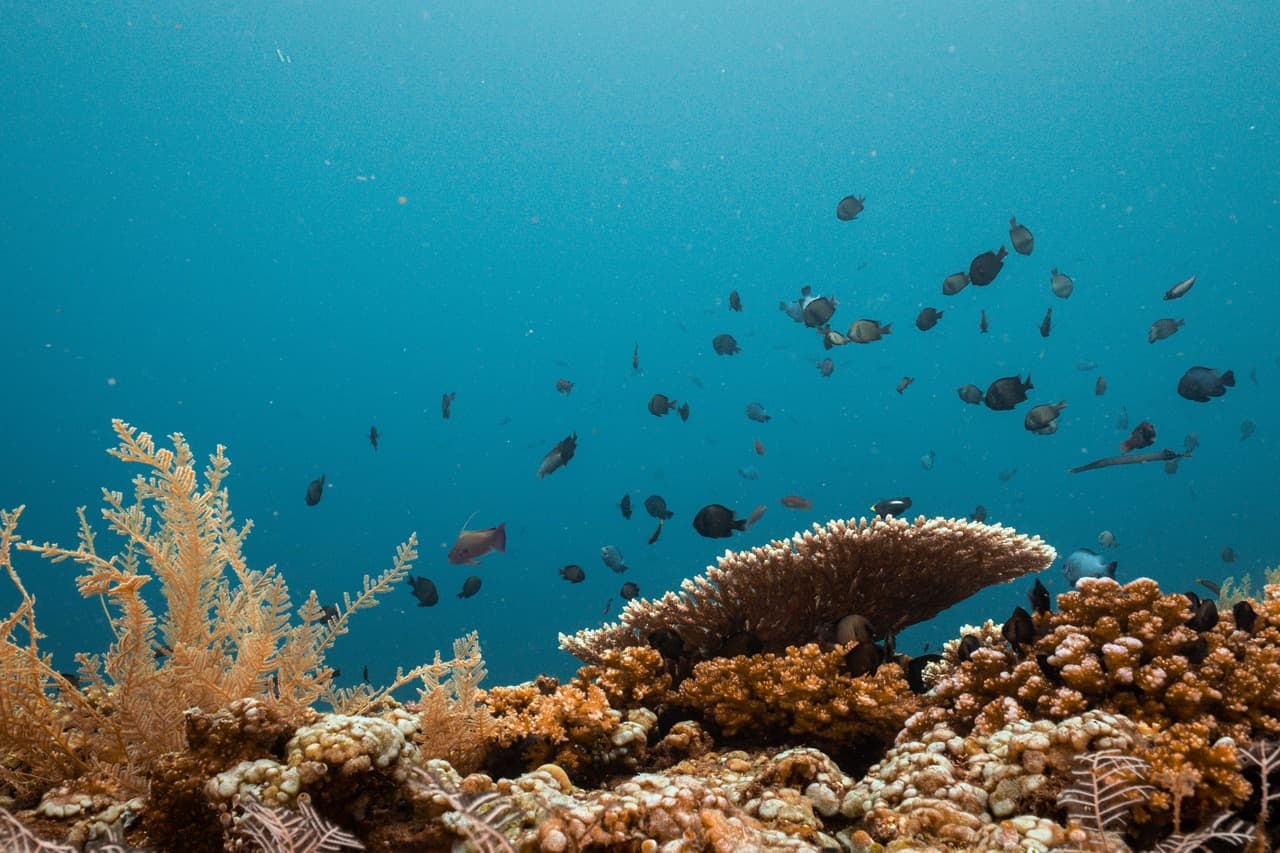 Island Tours & Transport