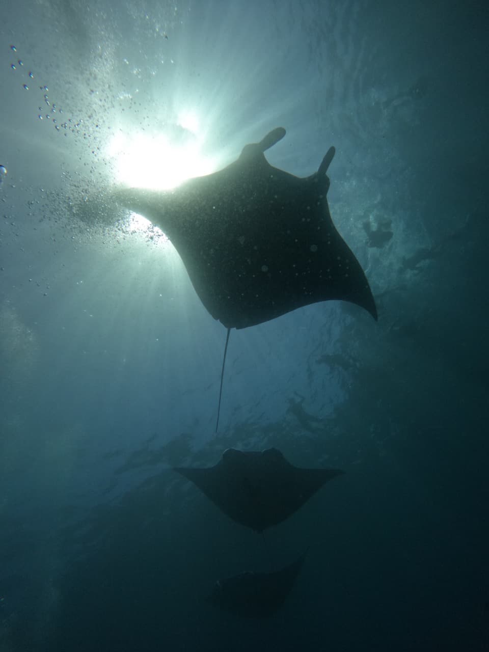 Special trips diving