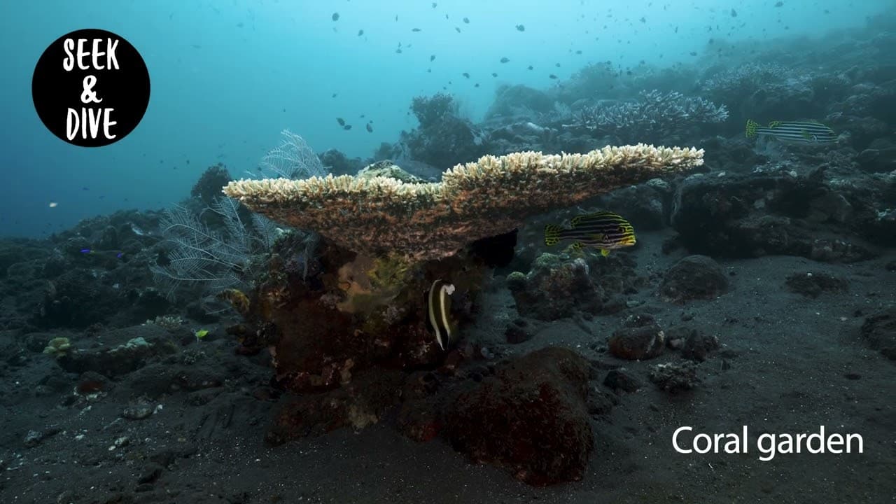 Coral Garden Tulamben